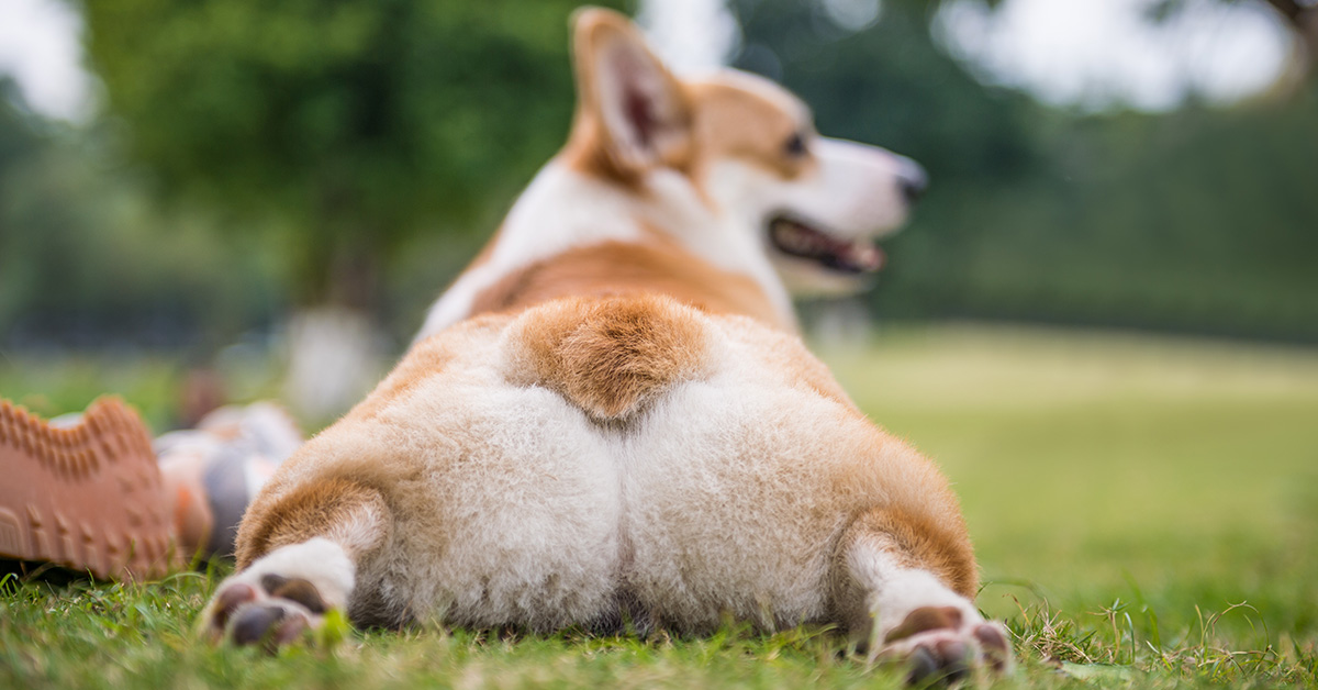 Corgi sploot