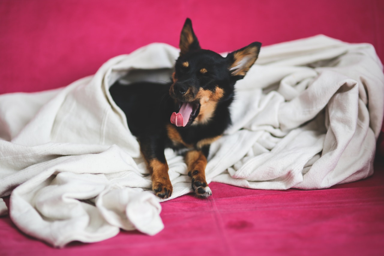 dog-yawning