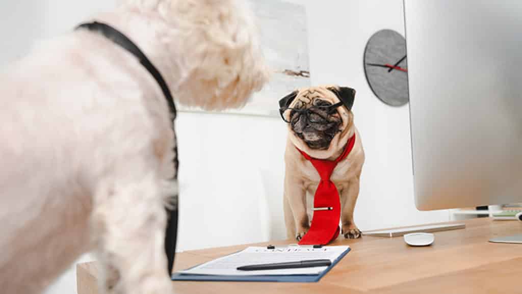 dog coworkers in office