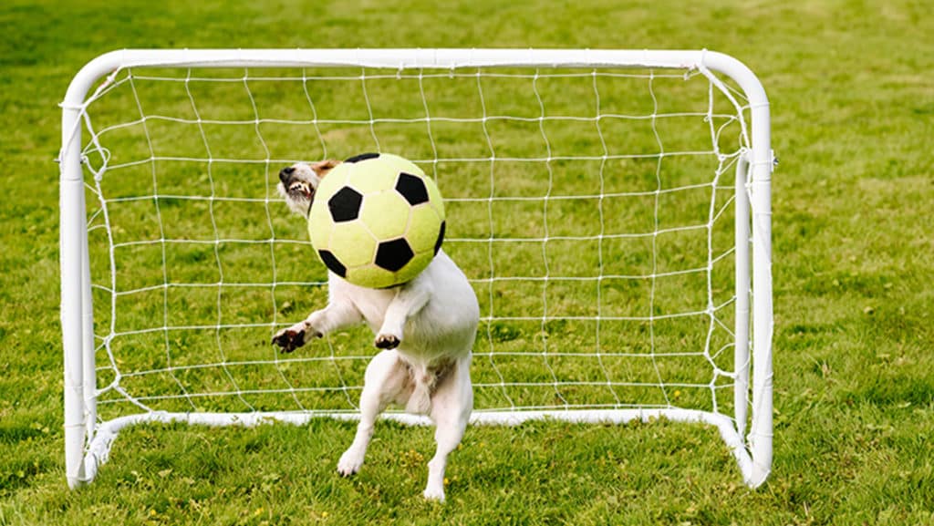 dog in soccer goal