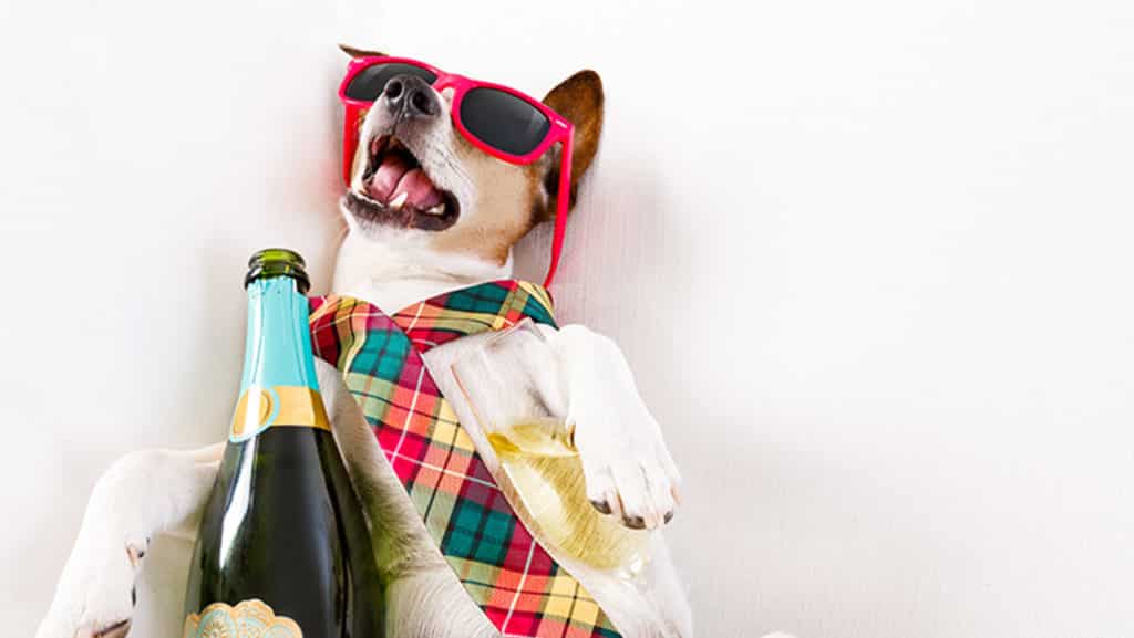 dog with sunglasses and wine bottle