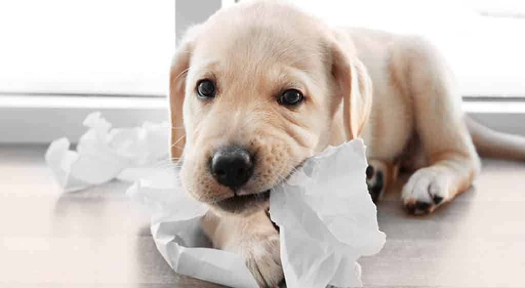 puppy eating paper