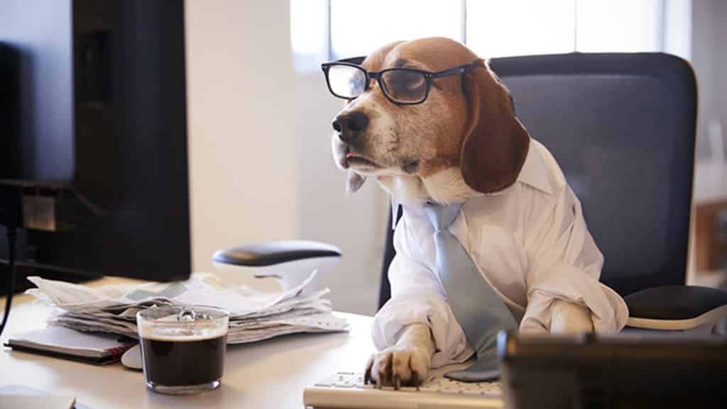 dog on computer with coffee