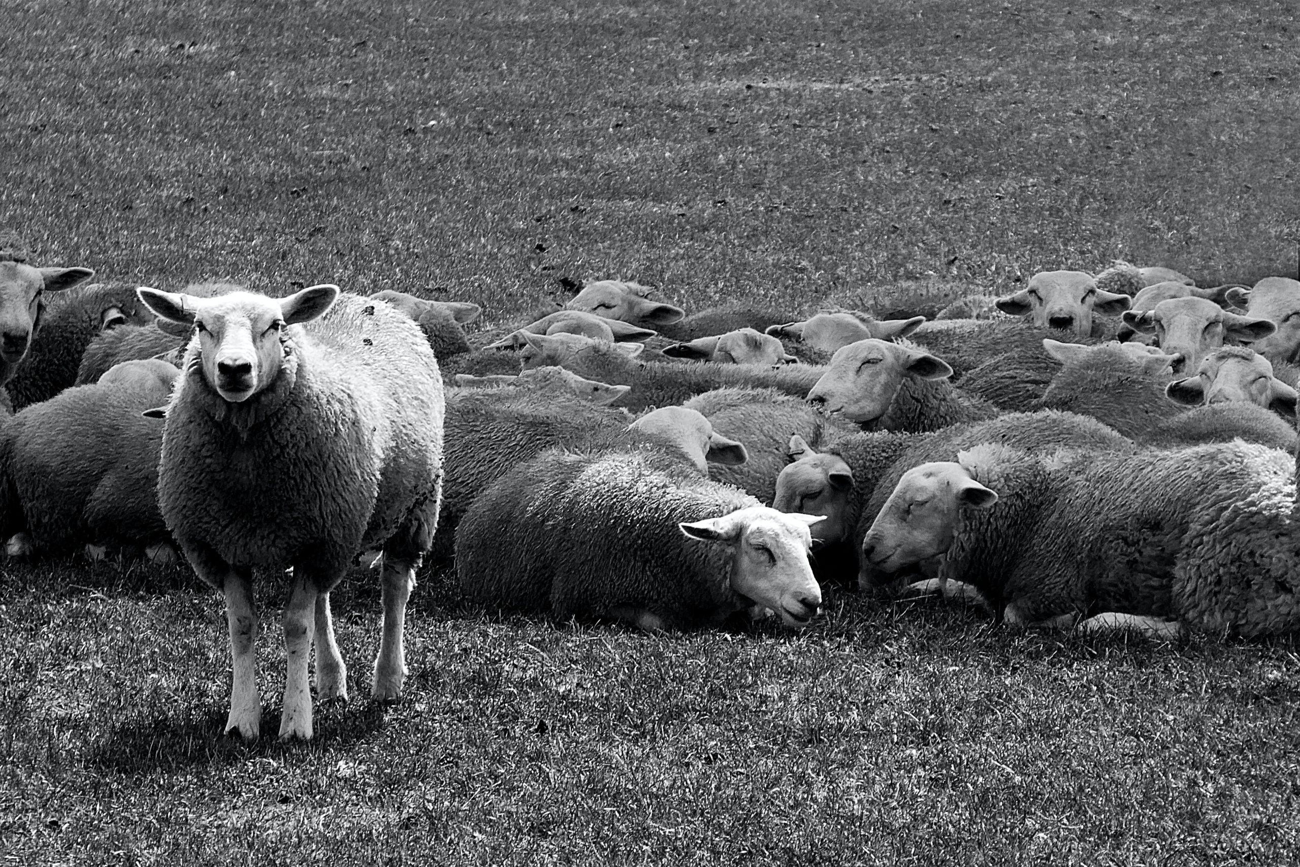 One sheep standing up differntly than the others